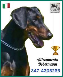 Dobermann Cuccioli di Altissima Genealogia
