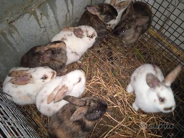 Conigli Rustici disponibili
