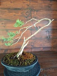 Bonsai di Ginepro. Visita il profilo.