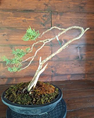 Bonsai di Ginepro. Visita il profilo.