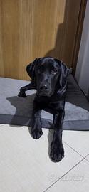 Labrador