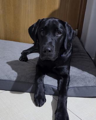 Labrador