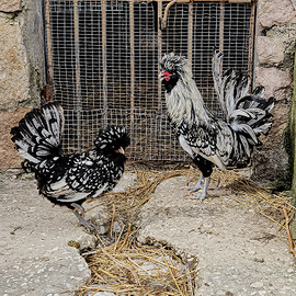 Galline padovane ciuffate