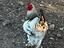 Immagine 5