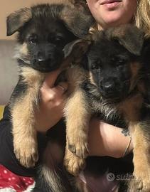 Cuccioli di Pastore Tedesco