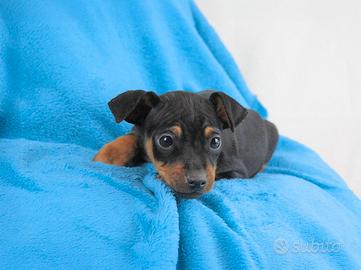 Cucciolo di Pinscher