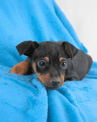 Cucciolo di Pinscher
