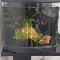 Acquario amtra Xcube27led,pronto all’uso