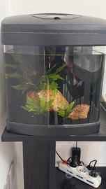 Acquario amtra Xcube27led,pronto all’uso