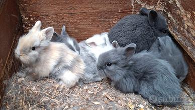 Coniglietti nani testa di leone