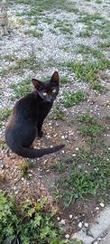 Gatte femmine