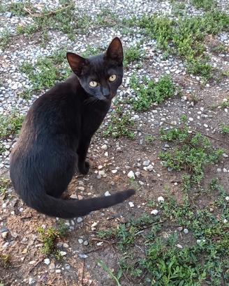 Gatte femmine