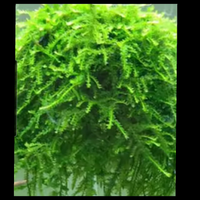 Muschio Vesicularia ferrei Weeping