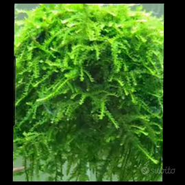 Muschio Vesicularia ferrei Weeping