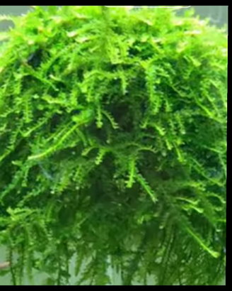 Muschio Vesicularia ferrei Weeping