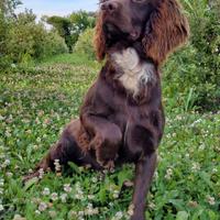 Working cocker spaniel