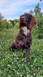 Working cocker spaniel