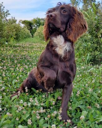 Working cocker spaniel