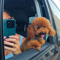 Barboncino Toy red monta