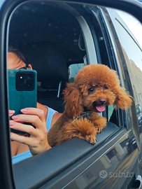 Barboncino Toy red monta