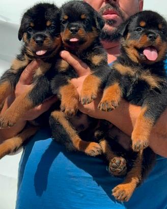 CUCCIOLI ROTTWEILER PEDIGREE