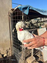 Gallo ciuffato olandese