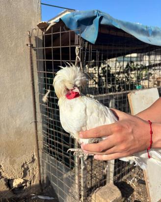 Gallo ciuffato olandese
