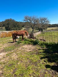 Pony castrone 135