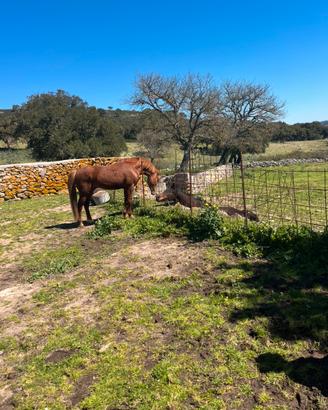 Pony castrone 135
