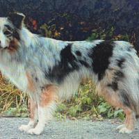 Cuccioli Boder Colli Blue Merle