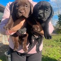 Labrador marroni e neri con pedigree