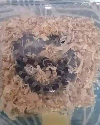 Serpenti elaphe