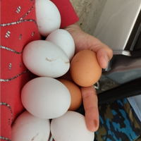 Uova galline ovaiole ,oca,anatra bianca e muta