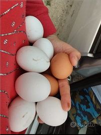 Uova galline ovaiole ,oca,anatra bianca e muta