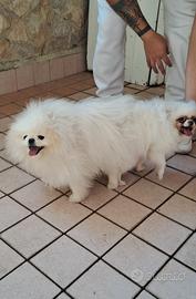 Cuccioli di pomerania con pedigree ENCI