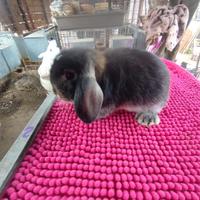 Coniglietto ariete nano