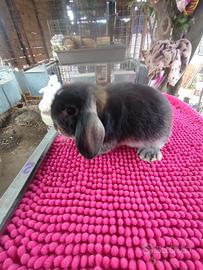 Coniglietto ariete nano