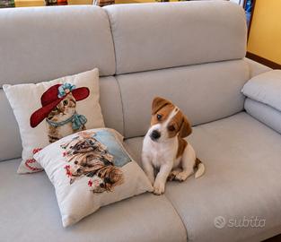 Jack Russel maschio