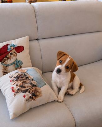 Jack Russel maschio