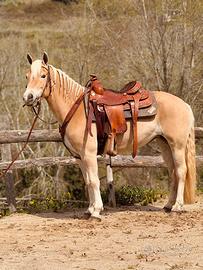 Cavalla Haflinger