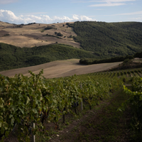 Vigneto Aglianico del Vulture DOCG con quote