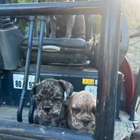 Bulldog francese