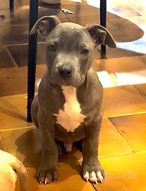 Ultimo Pit Bull Blue Nose