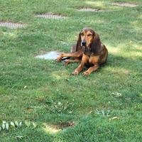 Cagnolina razza segugio italiano a pelo ras