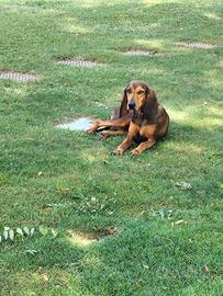 Cagnolina razza segugio italiano a pelo ras