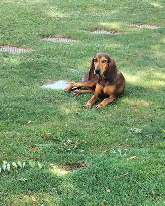 Cagnolina razza segugio italiano a pelo ras