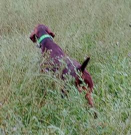 Kurzhaar,bracco tedesco disponibile per accoppiame