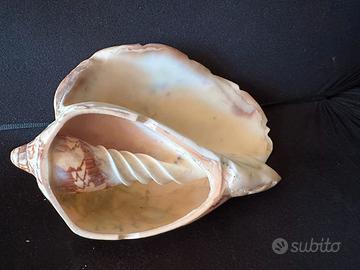 Conchiglie sezionata - Cymbiola nobilis - 14 cm