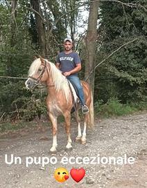 Cavallo Haflinger