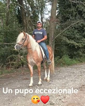 Cavallo Haflinger